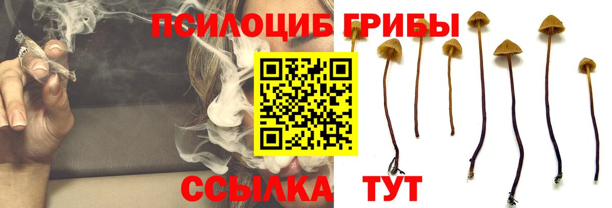 Заречный  Псилоцибиновые грибы Cubensis  Вход с VPN 